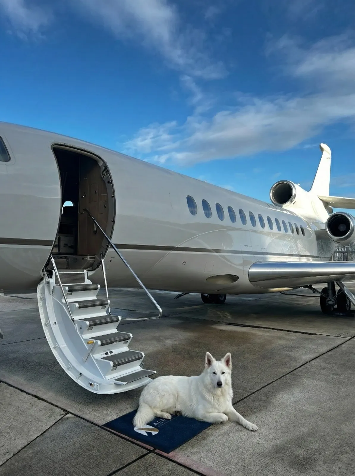Un chien installé en cabine à bord d’un jet privé, à côté de son maître