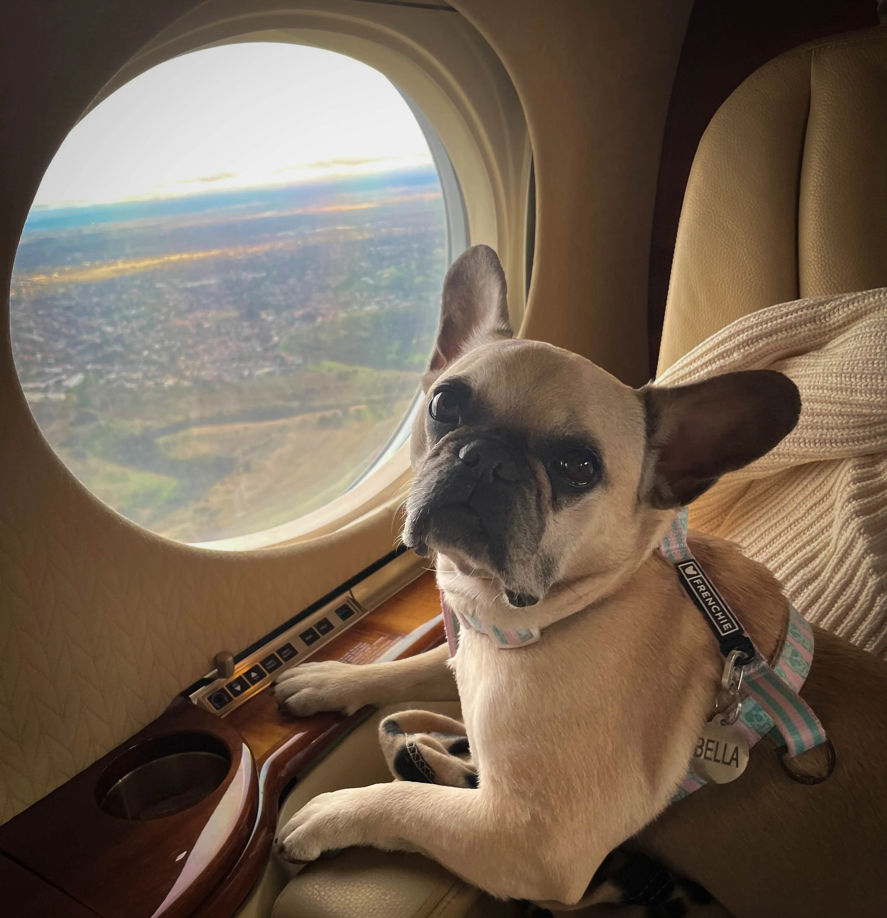 Un chien en cabine à bord d’un vol Loulou Air